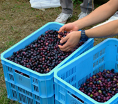 20071126olive_08.jpg