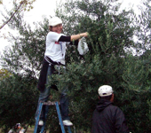 20071126olive_06.jpg